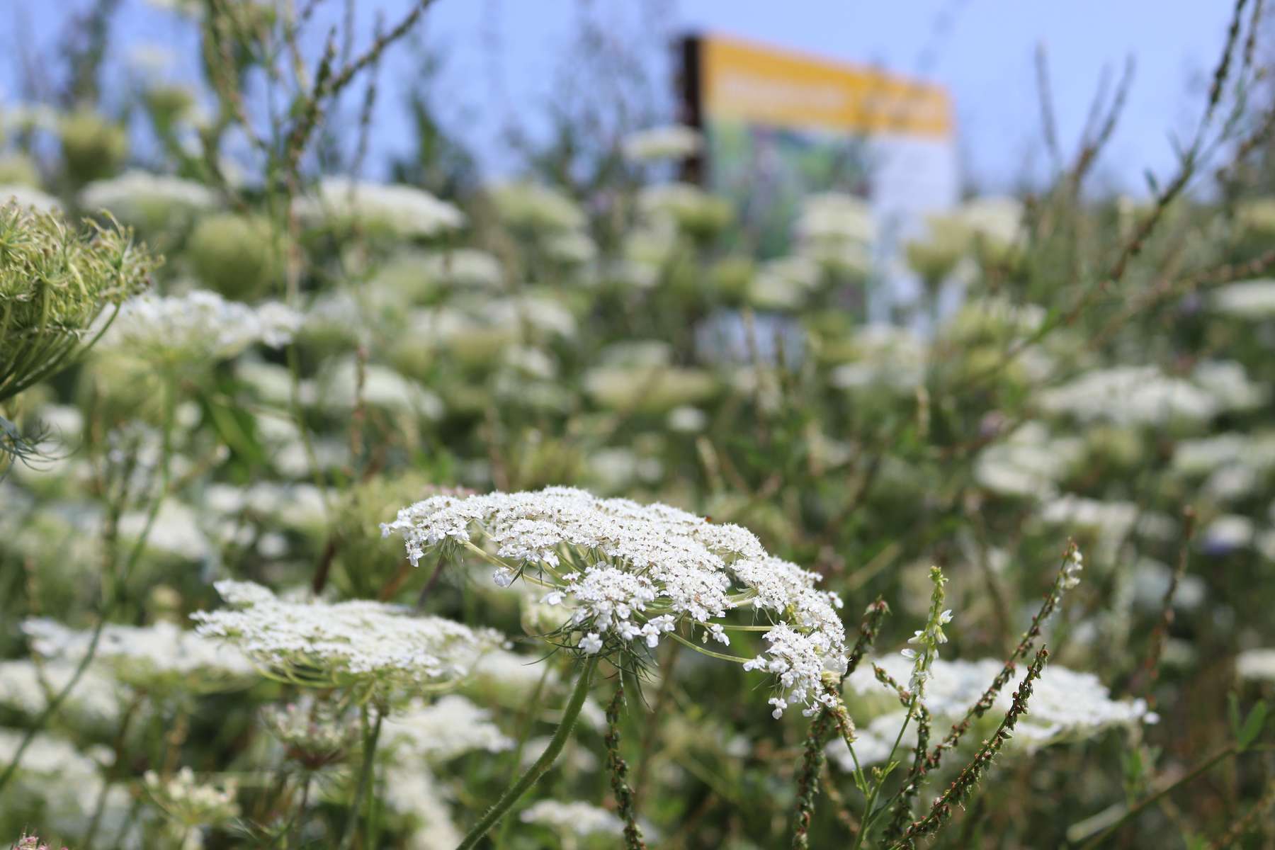 Ein weißer Blühteppich mit reichlich Pollen und Nektar für Blütenbestäuber. .jpg