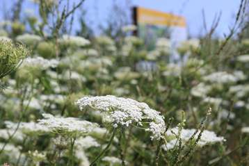 Ein weißer Blühteppich mit reichlich Pollen und Nektar für Blütenbestäuber. .jpg