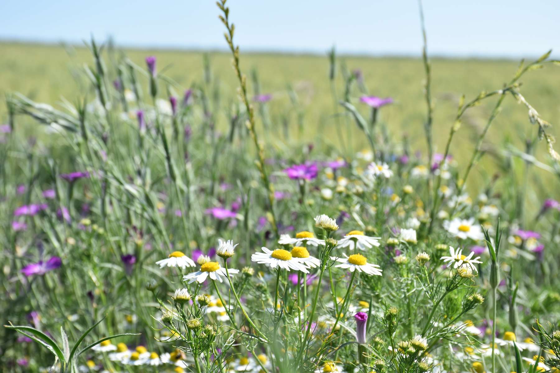 Offene Blüten werden gerne von der Schwebfliege (Nützling) angeflogen. .jpg