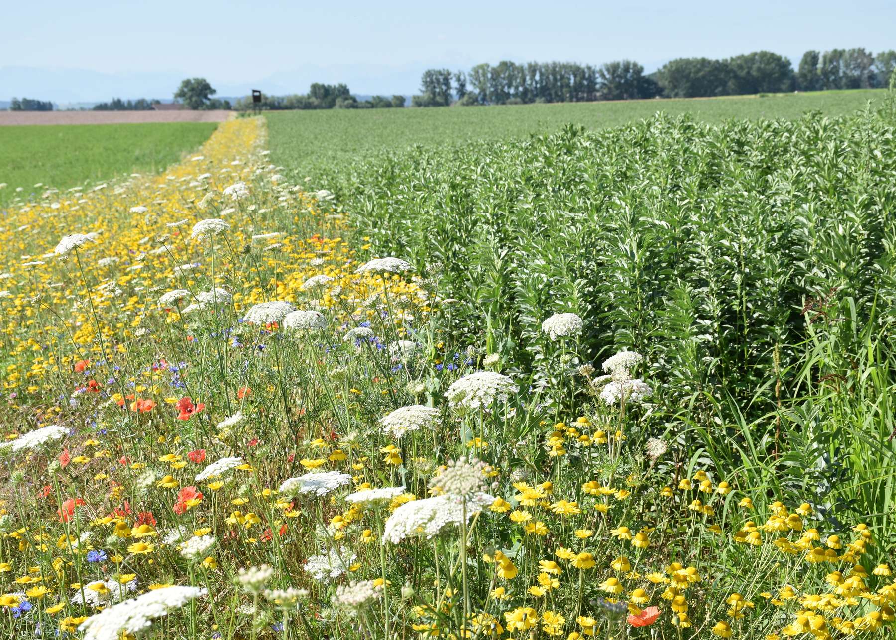 Wertvolle Flächen als Nahrungsgrundlage und Lebensraum..jpg