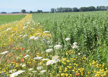 Wertvolle Flächen als Nahrungsgrundlage und Lebensraum..jpg