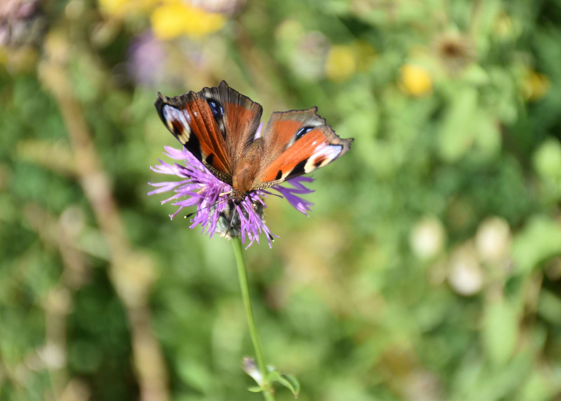 Schmetterlinge erfreuen sich an der Vielfalt der Natur.jpg