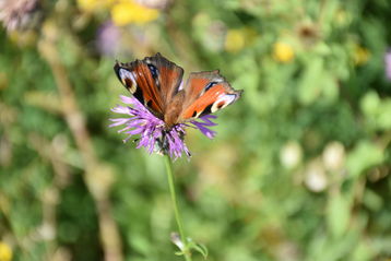 Schmetterlinge erfreuen sich an der Vielfalt der Natur.jpg