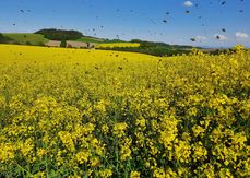 Bienenflug im Raps .jpg