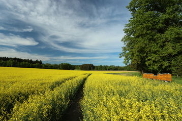 Der Raps sorgte heuer für eine ergiebige Blütentracht im Zentralraum..jpg