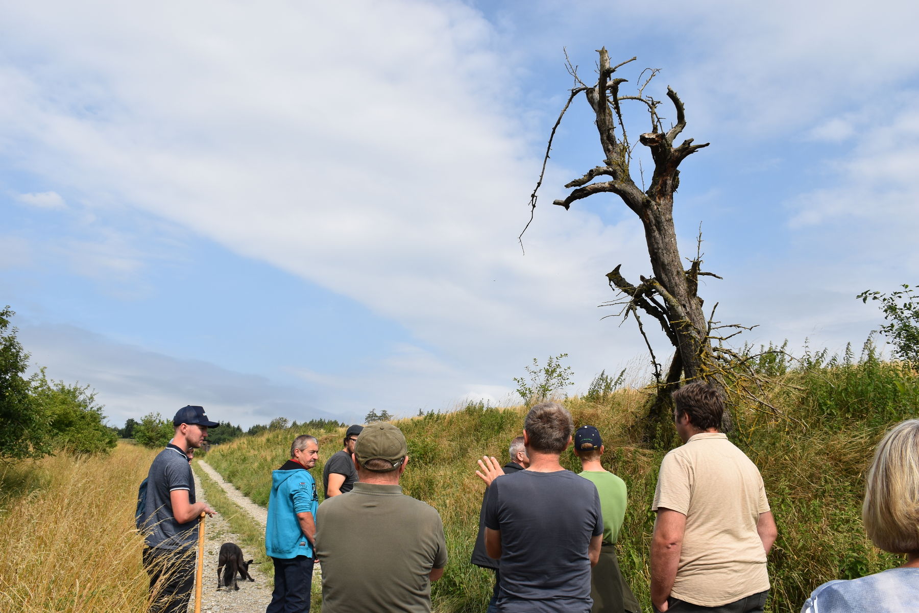 Alte Obstbäume als Nistplatz für Wildbienen..jpg