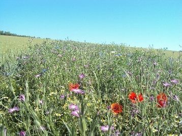 Blühstreifen in der Agrarlandschaft können die Vielfalt der Bestäuber verbessern.
