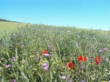 Blühstreifen in der Agrarlandschaft können die Vielfalt der Bestäuber verbessern.
