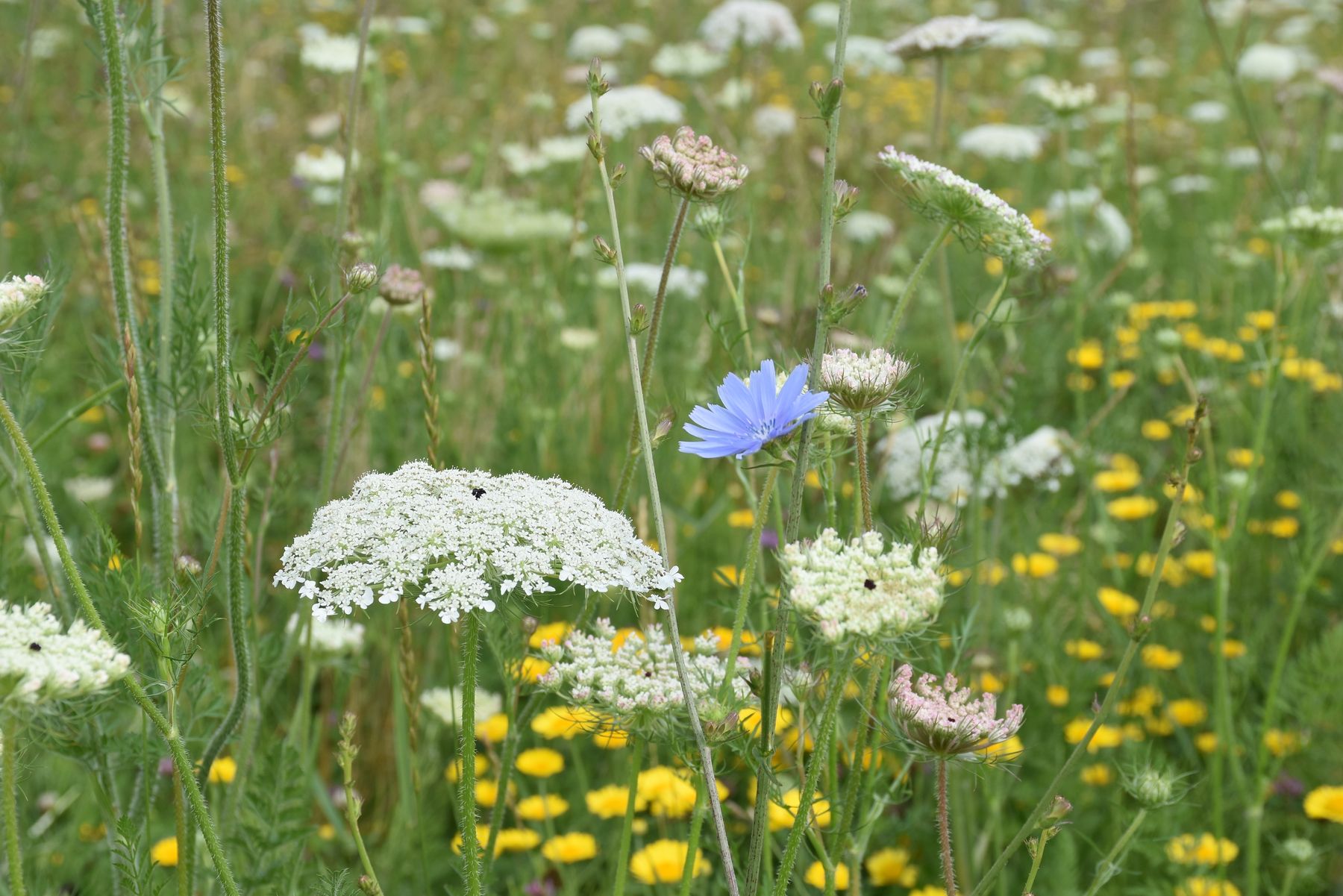 Ein Blühstreifen für die Insekten.jpg