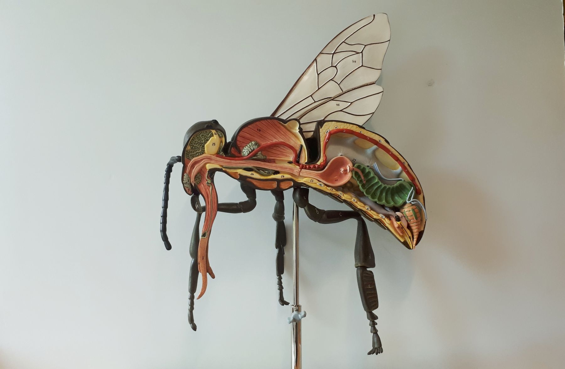 Das Bienenzentrum OÖ verleiht das Bienenmodell an Interessierte..jpg