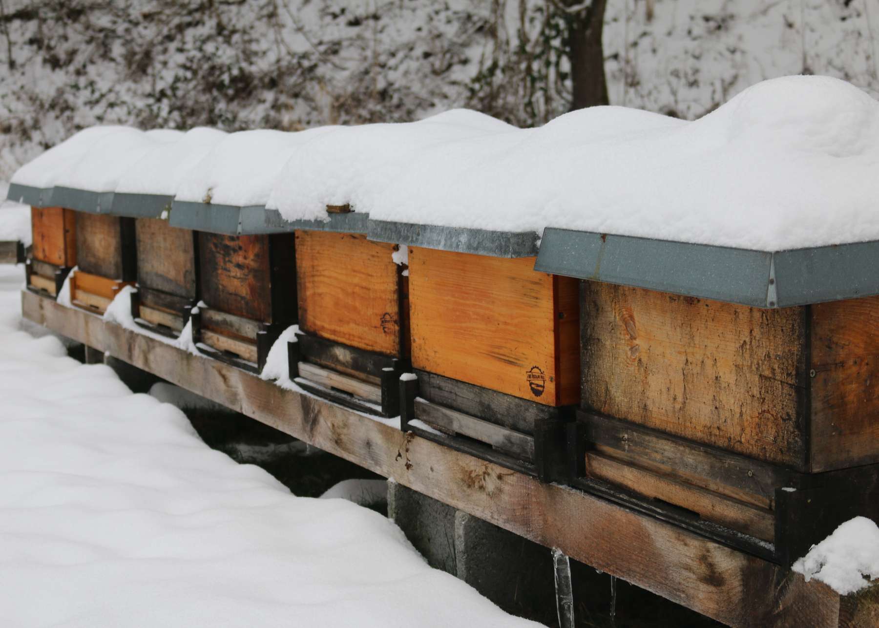 Der Adventkalender bezweckt oberösterreichische Imkereibetriebe vor den Vorhang zu holen und deren regionale Imkereiprodukte zu bewerben. .jpg
