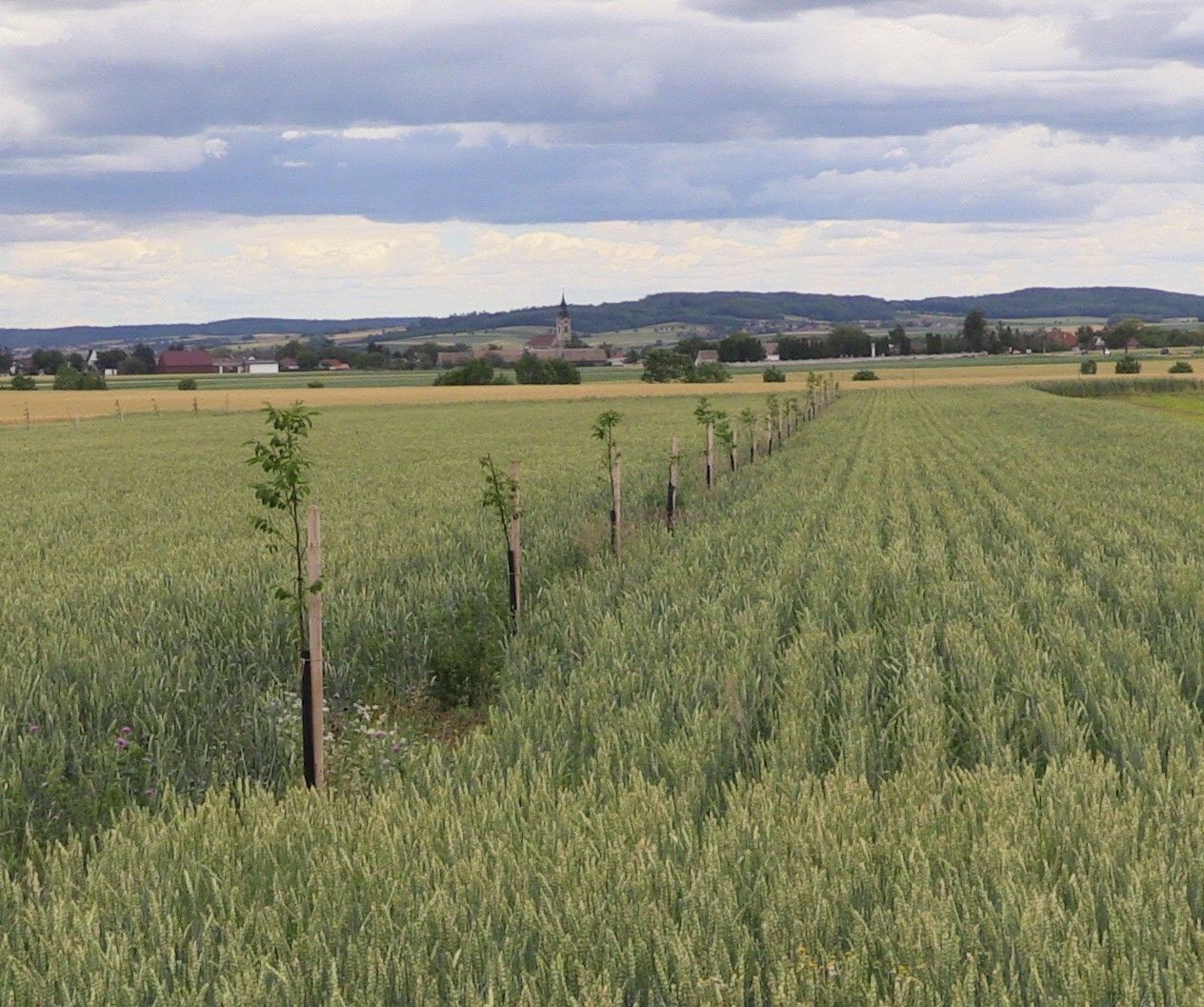 Agroforst.jpg