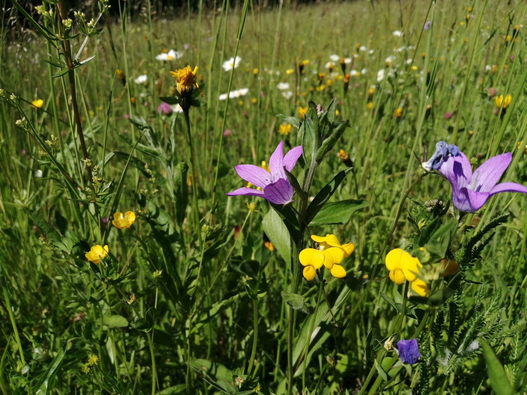 Wildblumenwiese.jpg