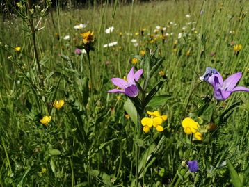 Wildblumenwiese.jpg