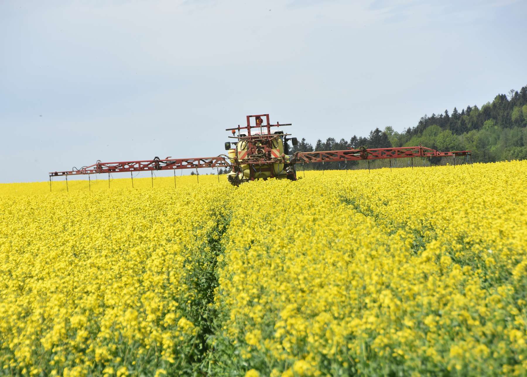 Pflanzenschutz im Raps.jpg