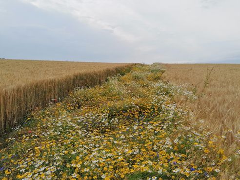 Blühstreifen locken Nützlinge in Getreidefelder.jpg