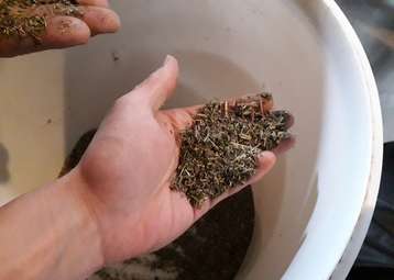 Regional zertifiziertes Saatgut.jpg