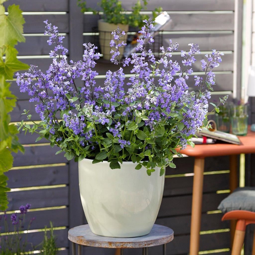 Katzenminze "Bienenwolke" - Bienenpflanze des Jahres 2023 der Gärtner OÖ.jpg