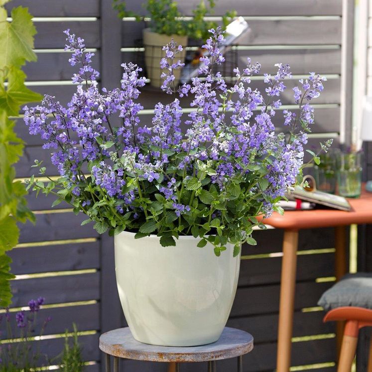 Katzenminze "Bienenwolke" - Bienenpflanze des Jahres 2023 der Gärtner OÖ.jpg