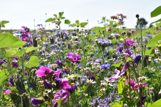 Ein Blühstreifen bietet Nahrung für viele Insekten..jpg
