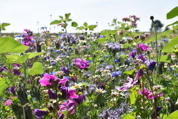 Ein Blühstreifen bietet Nahrung für viele Insekten..jpg