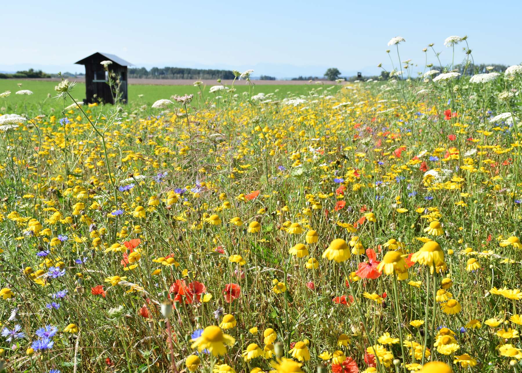 Die Bienenweidemischung enthält verschiedene Blühkomponenten..jpg