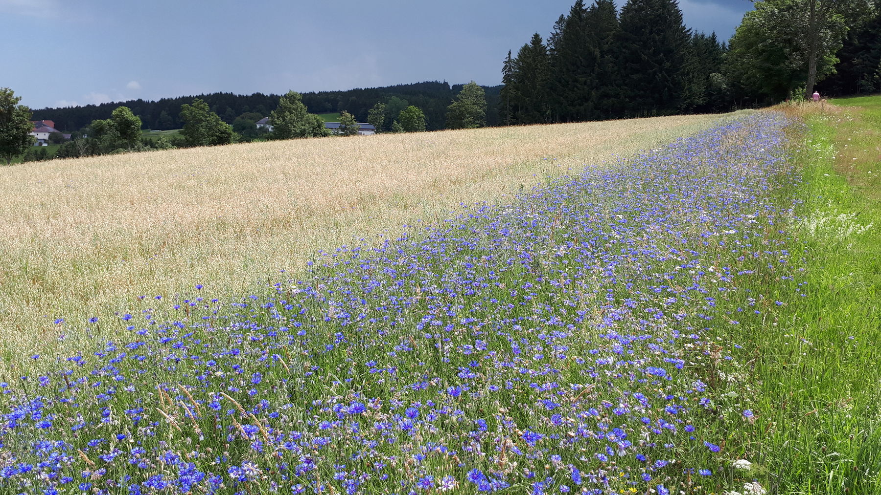 Ein Blühstreifen neben einem Getreidefeld.jpg