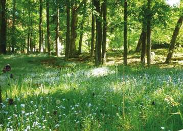Unscheinbare Zeitzeugen im Wald und auf der Weide.jpg