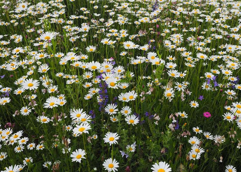 ÖPUL-Mischung DIVRS-Acker Ende Mai © Bernhard Krautzer