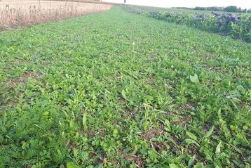 Jungpflanzen aus 6 m breiter Ansaat, 10.10.2019.jpg