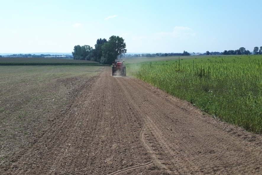 Blühstreifenansaat in Pasching, Spätsommeranlage 27.08.2019.jpg