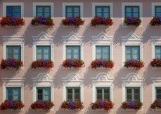 Zahlreiche Blüten, keine Nahrung für Insekten.jpg