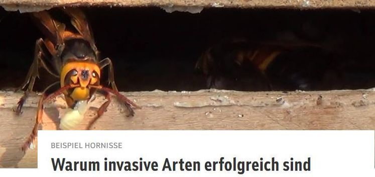 Asiatische Hornisse © Heather R Mattila