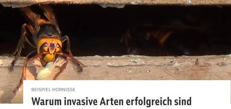 Asiatische Hornisse © Heather R Mattila