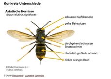Unterscheidung.jpg