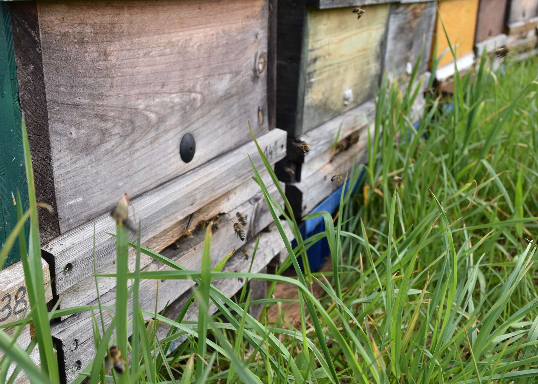 Betreute Bienenvölker müssen im VIS eingetragen werden .jpg