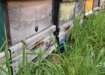 Betreute Bienenvölker müssen im VIS eingetragen werden .jpg