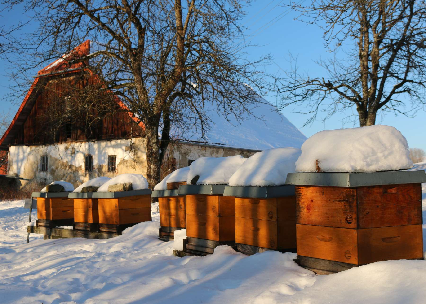 Bienenvölker im Winter .jpg