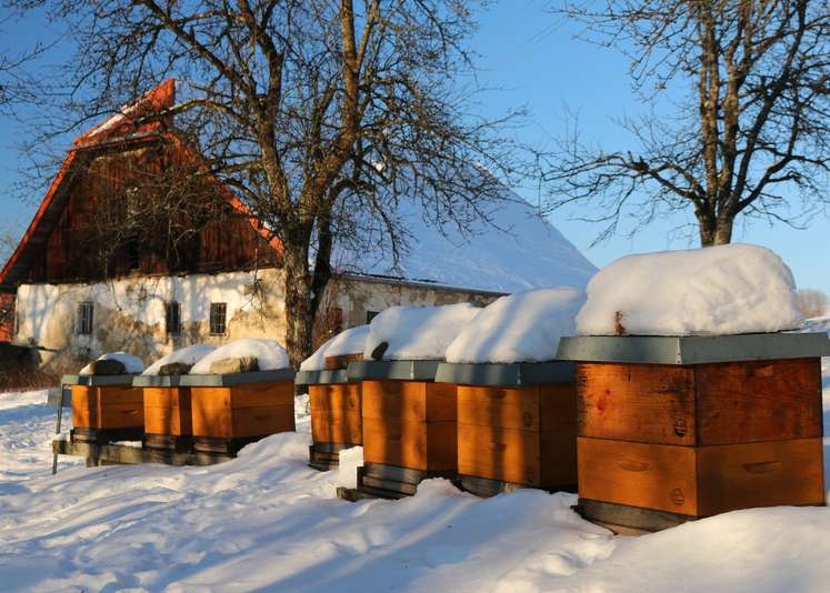 Bienenvölker im Winter .jpg