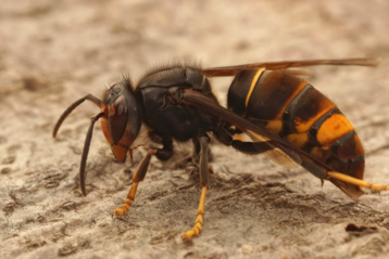 Vespa velutina .png