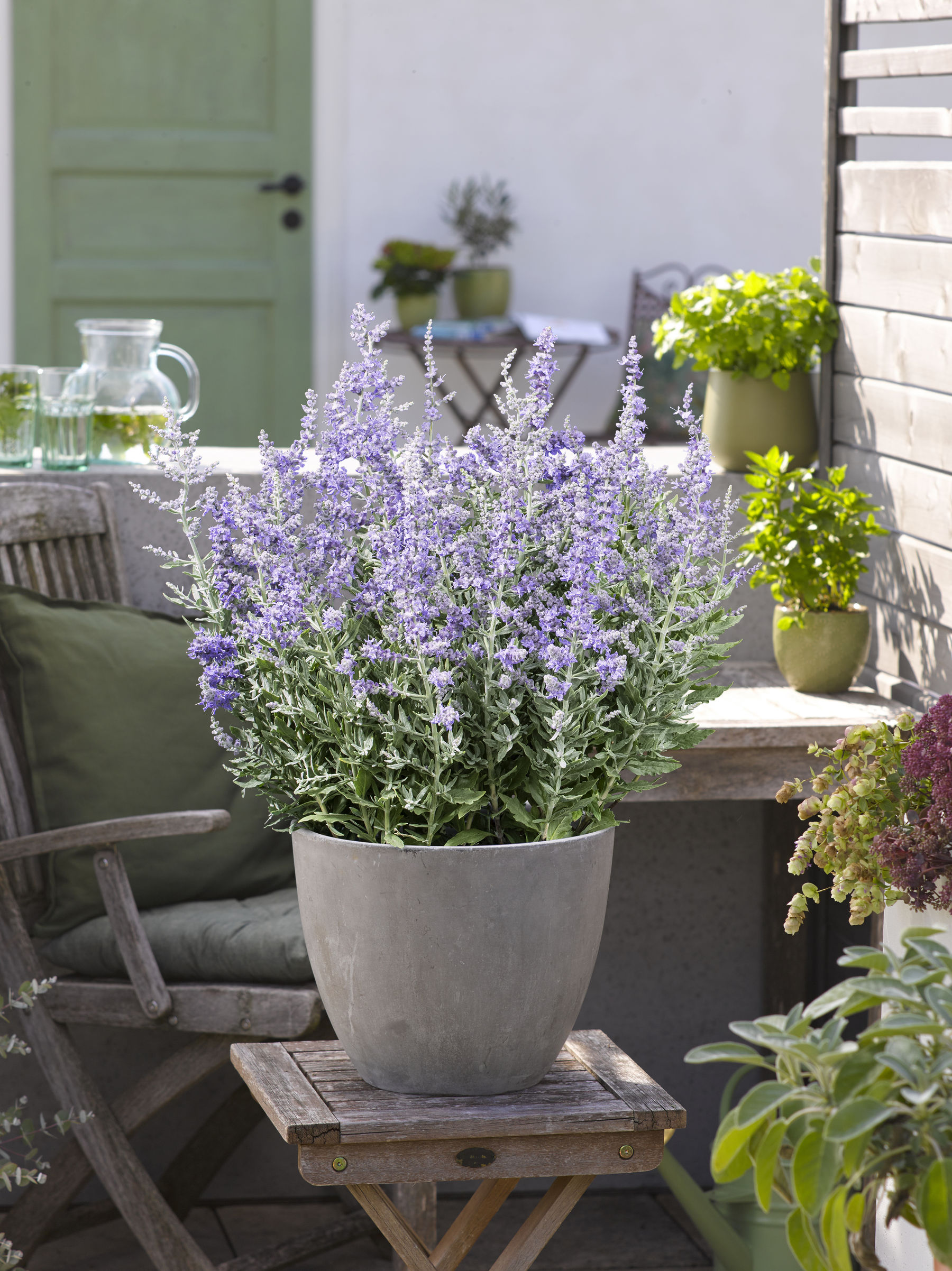 Blauraute Bienenzwerg.jpg