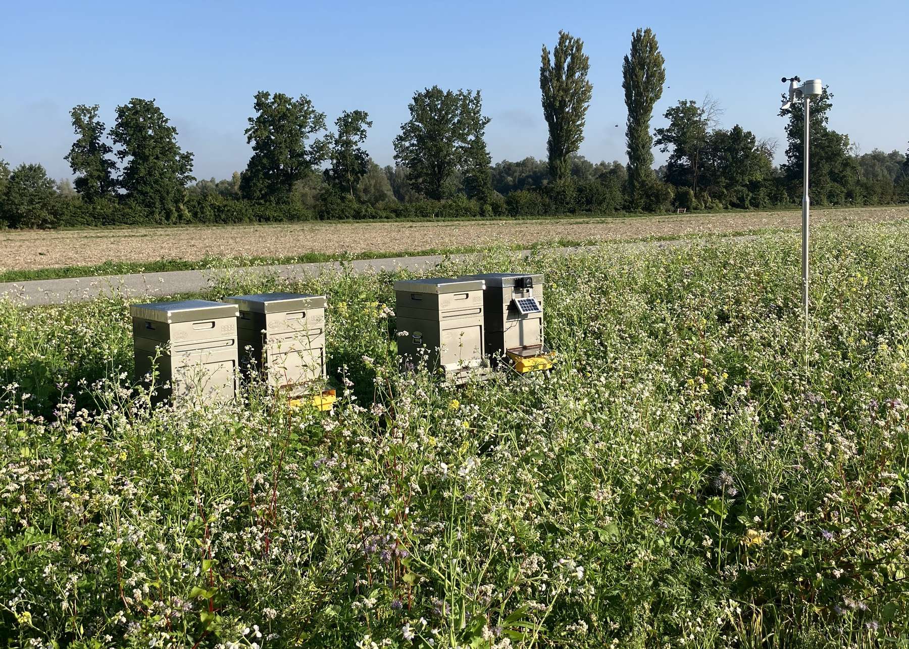 Bienen bei Zwischenfrucht.jpg
