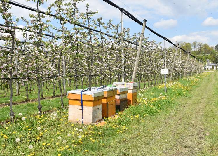 Bestäubung auf einer Obstplantage.jpg