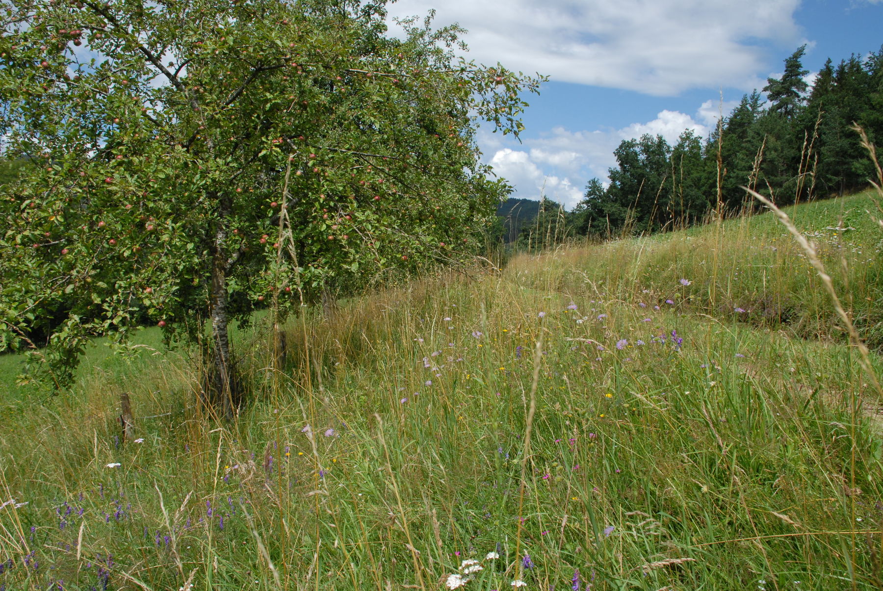 Trittsteinbiotope.jpg