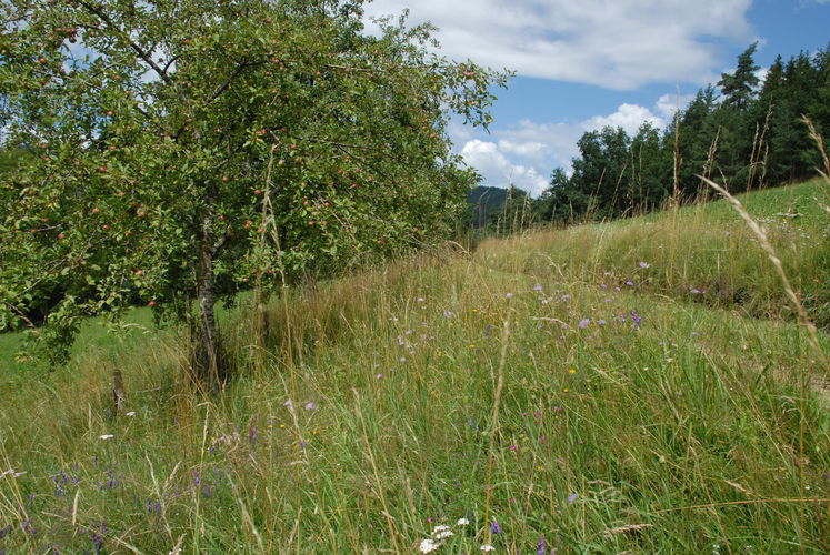 Trittsteinbiotope.jpg