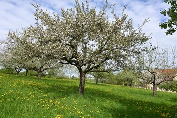 Streuobstwiesen haben enormes Potenzial: Ihre Früchte sind reich an Geschmack und Inhaltsstoffen, oft auch für Allergiker geeignet, und lassen sich vielfältig veredeln – zu Säften, Most, Cider, Edelbränden, Marmeladen, Trockenobst und mehr.