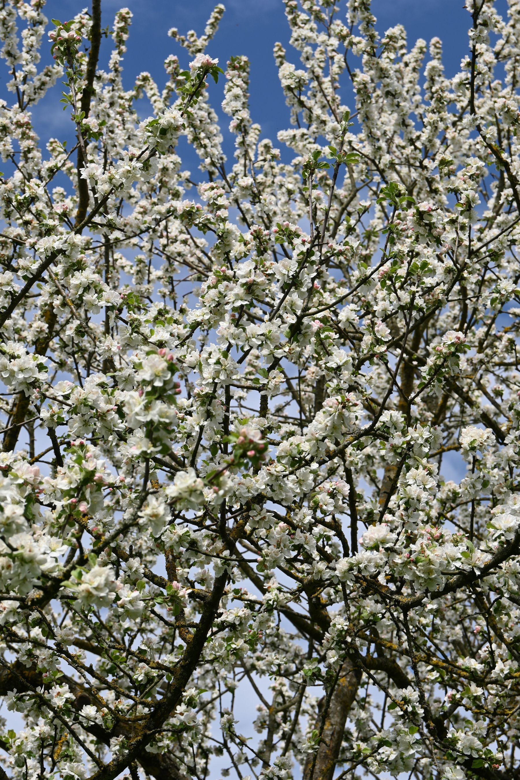 Am Freitag, den 25. April 2025, steht europaweit zum fünften Mal die Vielfalt und Schönheit unserer Streuobstwiesen im Mittelpunkt. .jpg