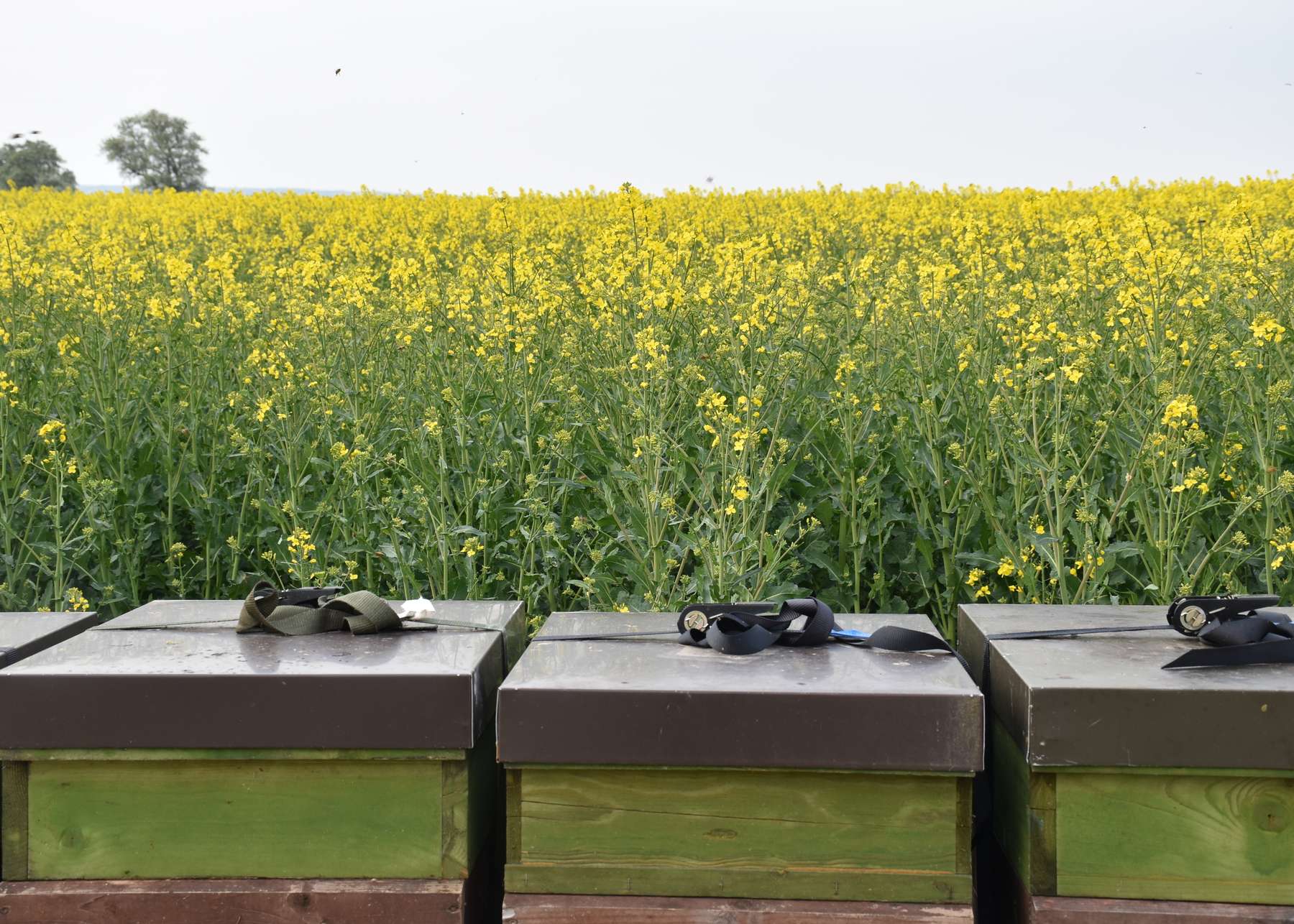 ‚Raps‘ dominiert als registrierte Kultur in der Bienenwanderbörse OÖ Coypright Frühwirth.jpg