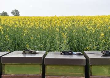 ‚Raps‘ dominiert als registrierte Kultur in der Bienenwanderbörse OÖ..jpg