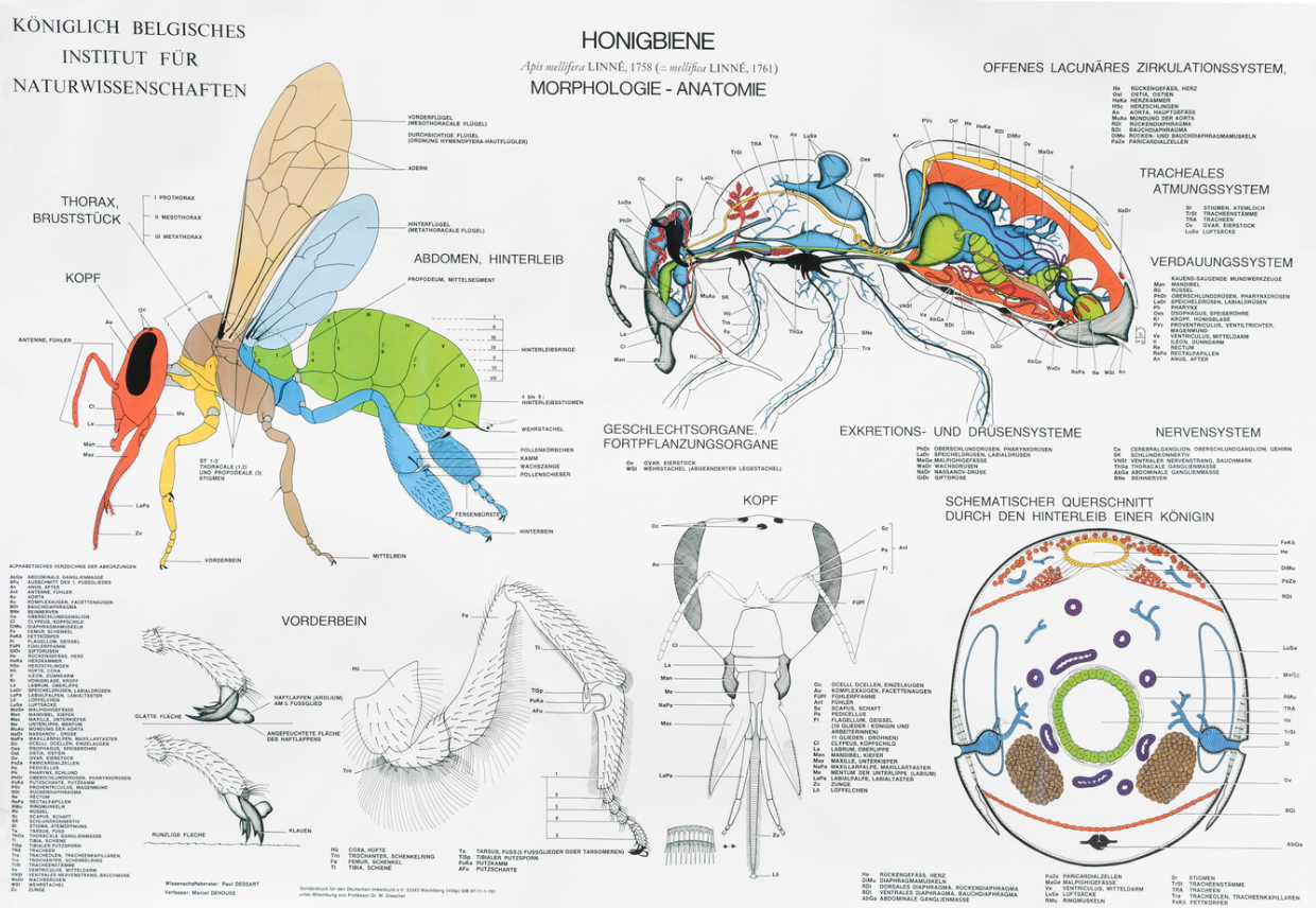 Poster 'Anatomie der Honigbiene'.png